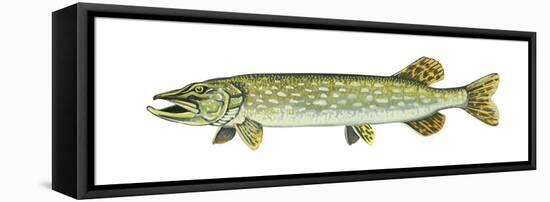 Pike (Esox Lucius), Fishes-Encyclopaedia Britannica-Framed Stretched Canvas