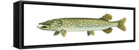 Pike (Esox Lucius), Fishes-Encyclopaedia Britannica-Framed Stretched Canvas