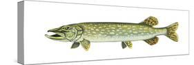 Pike (Esox Lucius), Fishes-Encyclopaedia Britannica-Stretched Canvas