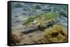 Pike (Esox Lucius) in Disused Quarry, Stoney Stanton, Stoney Cove, Leicestershire, UK, June-Linda Pitkin-Framed Stretched Canvas