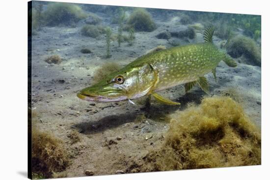 Pike (Esox Lucius) in Disused Quarry, Stoney Stanton, Stoney Cove, Leicestershire, UK, June-Linda Pitkin-Stretched Canvas