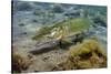 Pike (Esox Lucius) in Disused Quarry, Stoney Stanton, Stoney Cove, Leicestershire, UK, June-Linda Pitkin-Stretched Canvas