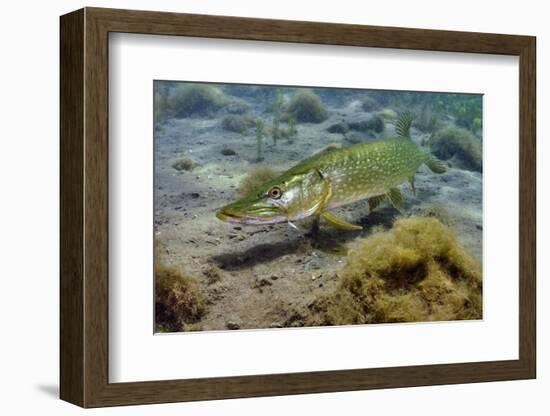 Pike (Esox Lucius) in Disused Quarry, Stoney Stanton, Stoney Cove, Leicestershire, UK, June-Linda Pitkin-Framed Photographic Print