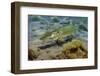 Pike (Esox Lucius) in Disused Quarry, Stoney Stanton, Stoney Cove, Leicestershire, UK, June-Linda Pitkin-Framed Photographic Print