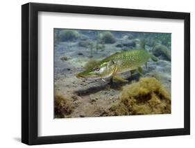 Pike (Esox Lucius) in Disused Quarry, Stoney Stanton, Stoney Cove, Leicestershire, UK, June-Linda Pitkin-Framed Photographic Print