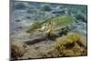 Pike (Esox Lucius) in Disused Quarry, Stoney Stanton, Stoney Cove, Leicestershire, UK, June-Linda Pitkin-Mounted Photographic Print