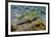 Pike (Esox Lucius) in Disused Quarry, Stoney Stanton, Stoney Cove, Leicestershire, UK, June-Linda Pitkin-Framed Photographic Print