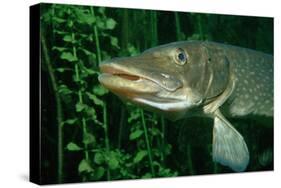 Pike Head (Esox Lucius).-Reinhard Dirscherl-Stretched Canvas