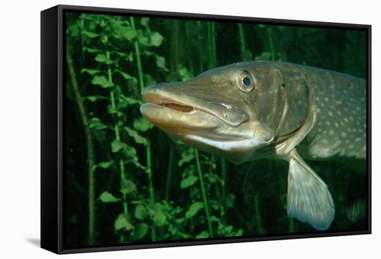 Pike Head (Esox Lucius).-Reinhard Dirscherl-Framed Stretched Canvas