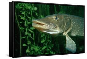 Pike Head (Esox Lucius).-Reinhard Dirscherl-Framed Stretched Canvas