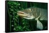 Pike Head (Esox Lucius).-Reinhard Dirscherl-Framed Stretched Canvas