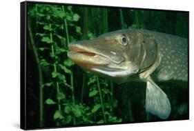 Pike Head (Esox Lucius).-Reinhard Dirscherl-Framed Stretched Canvas