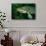 Pike Head (Esox Lucius).-Reinhard Dirscherl-Photographic Print displayed on a wall