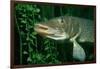 Pike Head (Esox Lucius).-Reinhard Dirscherl-Framed Photographic Print