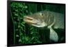 Pike Head (Esox Lucius).-Reinhard Dirscherl-Framed Photographic Print