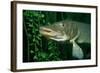 Pike Head (Esox Lucius).-Reinhard Dirscherl-Framed Photographic Print