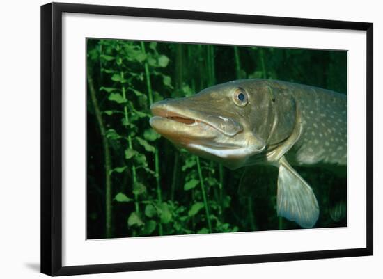 Pike Head (Esox Lucius).-Reinhard Dirscherl-Framed Photographic Print