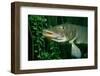 Pike Head (Esox Lucius).-Reinhard Dirscherl-Framed Photographic Print