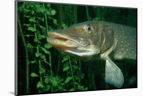 Pike Head (Esox Lucius).-Reinhard Dirscherl-Mounted Photographic Print