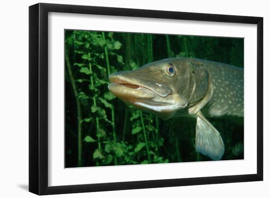 Pike Head (Esox Lucius).-Reinhard Dirscherl-Framed Photographic Print