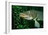 Pike Head (Esox Lucius).-Reinhard Dirscherl-Framed Photographic Print