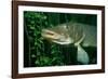 Pike Head (Esox Lucius).-Reinhard Dirscherl-Framed Photographic Print