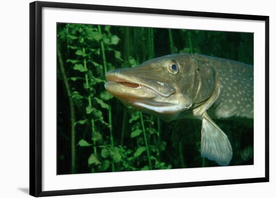 Pike Head (Esox Lucius).-Reinhard Dirscherl-Framed Photographic Print