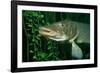 Pike Head (Esox Lucius).-Reinhard Dirscherl-Framed Photographic Print