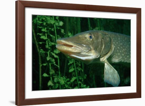 Pike Head (Esox Lucius).-Reinhard Dirscherl-Framed Photographic Print