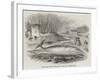 Pike-Headed Rorqual Whale Taken in the Dart-null-Framed Giclee Print