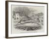 Pike-Headed Rorqual Whale Taken in the Dart-null-Framed Giclee Print