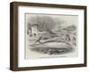 Pike-Headed Rorqual Whale Taken in the Dart-null-Framed Giclee Print