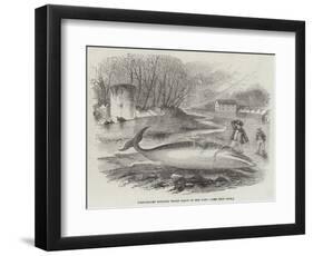 Pike-Headed Rorqual Whale Taken in the Dart-null-Framed Giclee Print