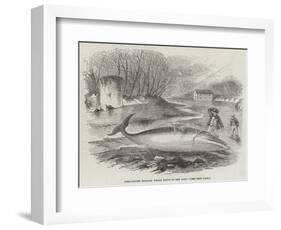 Pike-Headed Rorqual Whale Taken in the Dart-null-Framed Giclee Print