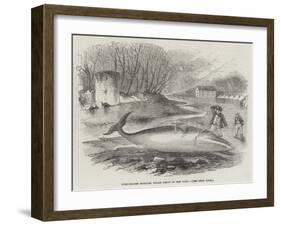 Pike-Headed Rorqual Whale Taken in the Dart-null-Framed Giclee Print