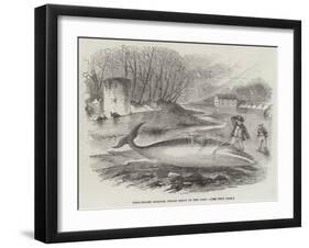 Pike-Headed Rorqual Whale Taken in the Dart-null-Framed Giclee Print