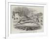 Pike-Headed Rorqual Whale Taken in the Dart-null-Framed Giclee Print