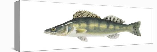 Pike-Perch (Sander Lucioperca), Fishes-Encyclopaedia Britannica-Stretched Canvas