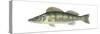 Pike-Perch (Sander Lucioperca), Fishes-Encyclopaedia Britannica-Stretched Canvas