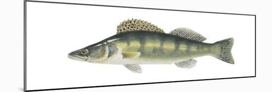 Pike-Perch (Sander Lucioperca), Fishes-Encyclopaedia Britannica-Mounted Poster