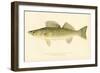 Pike Perch-null-Framed Giclee Print