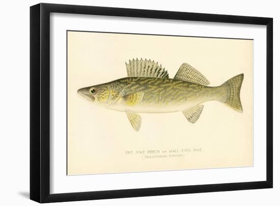 Pike Perch-null-Framed Giclee Print