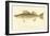 Pike Perch-null-Framed Giclee Print