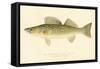 Pike Perch-null-Framed Stretched Canvas