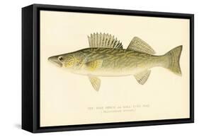 Pike Perch-null-Framed Stretched Canvas