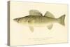 Pike Perch-null-Stretched Canvas