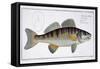 Pike-Perch-Andreas-ludwig Kruger-Framed Stretched Canvas