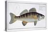 Pike-Perch-Andreas-ludwig Kruger-Stretched Canvas