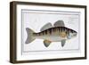 Pike-Perch-Andreas-ludwig Kruger-Framed Giclee Print