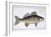Pike-Perch-Andreas-ludwig Kruger-Framed Giclee Print